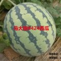 云南弥勒8424西瓜开卖