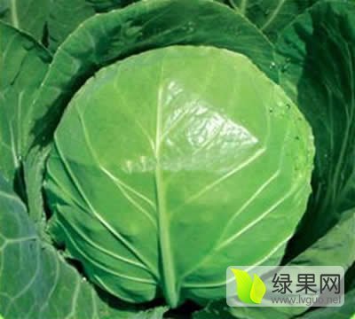 2016年山东金乡8398甘蓝价格