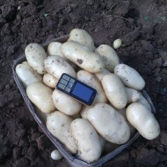 肥城4月荷兰十五土豆