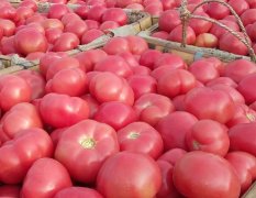 2016莘县西红柿现在订货有惊喜