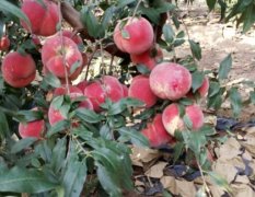 河南封丘思明生态农场有大量优质苹果树苗