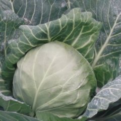 江苏沛县美味早生甘蓝种植历史悠久