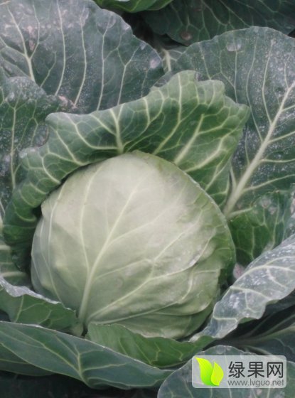 2016年江苏沛县美味早生价格