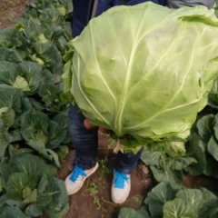 郯城中甘21现在已经上市