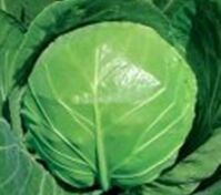 山东南部最大的蔬菜生产基地中甘21甘蓝