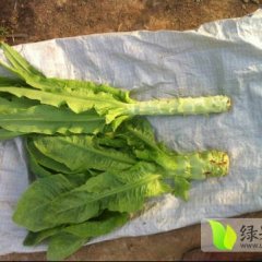 金乡莴苣产销两旺,鸡黍王启发诚信合作