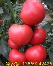 山东禹城硬粉西红柿火热上市