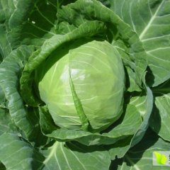 山东单县甘蓝，吴先生