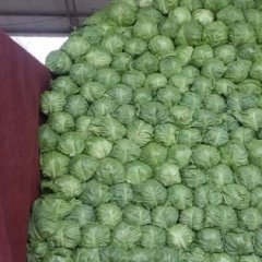 2016郯城甘蓝收购工作全面开展