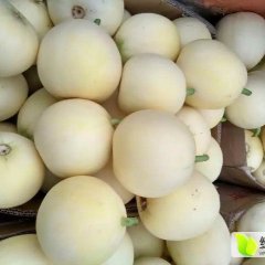 山东费县早雪，绿宝石，羊角蜜，甜宝等甜瓜口