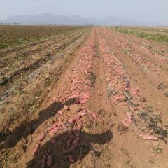 辽宁地瓜红薯基地梁洪涛合作社帮薯农卖红薯