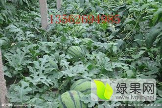 2016年山东昌乐早雪价格