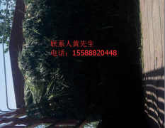 山东商河红帽白帽蒜薹质量上乘