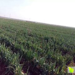 诚信合作 欢迎全国的客商前来收购大葱