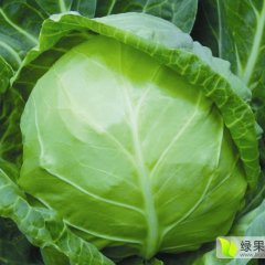 4米小棚甘蓝，面积大，品质优良