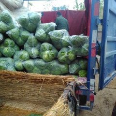 金乡甘蓝现在大批量上市，质量好