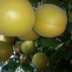 大棚杏， 金太阳已经上市