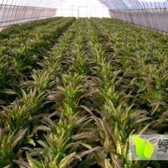 江苏东台尖叶莴笋莴苣何去何从