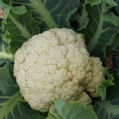 金乡菜花 菜花大量上市