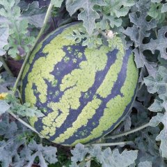 云南盈江甜王系列西瓜著名品牌