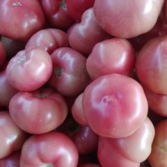 山东莘县优质粉西红柿上市，色泽好