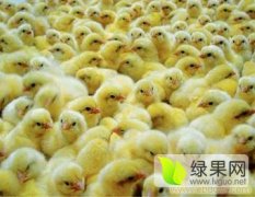 赤峰桥头鸡场 供应九斤红鸡苗 三黄鸡苗 麻鸡苗