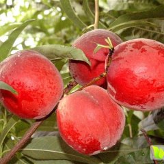 费县蜜桃香甜可口,薛庄张先生诚信合作