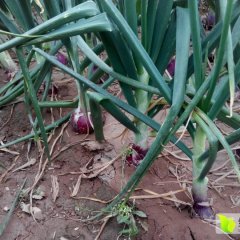 四川西昌黄皮洋葱在每年4月初左右上市