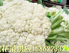 沛县徐州张先生大量供应白面青梗松花菜菜花