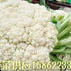沛县徐州张先生大量供应白面青梗松花菜菜花