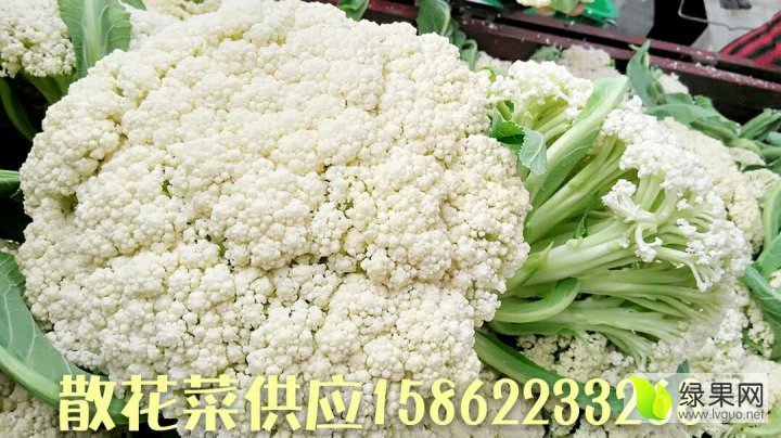 2016年江苏沛县白面青梗松花菜价格