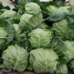 山东郯城刘西虎中甘21甘蓝绿色无公害