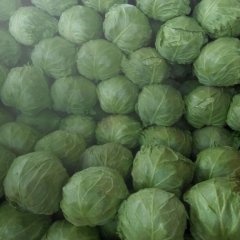 沛县甘蓝名扬天下,河口韩方振诚信合作