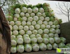 苏北鲁南最大的蔬菜基地