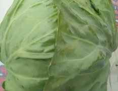红花镇现在有万亩甘蓝包菜，圆形