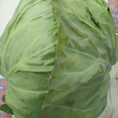 红花镇现在有万亩甘蓝包菜，圆形