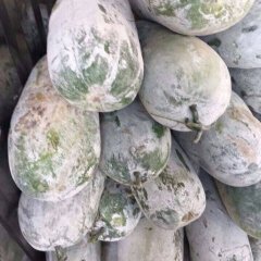 龙州冬瓜口感爽口,水口杨鹏诚信合作