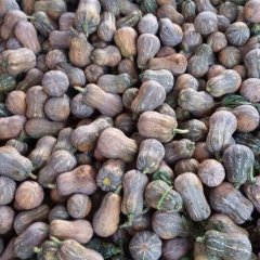 越南金韩密本南瓜大量上市