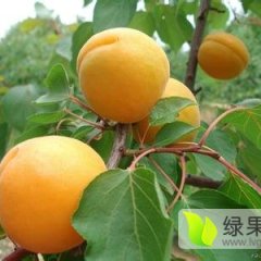 陕西丰源红杏金太阳杏凯特杏批发价格