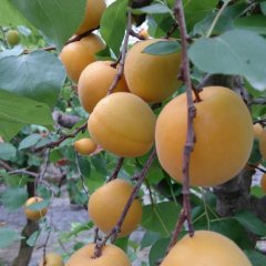 陕西大棚杏价格，西瓜价格大荔杏子逐渐升温双