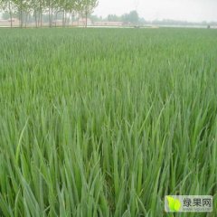 山东牡丹小葱大葱名扬天下