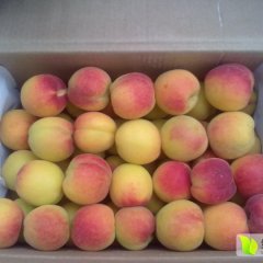 陕西丰元红杏子种植基地