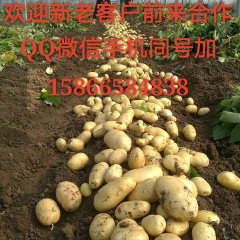 安丘2016鲜大鹏土豆，已上市