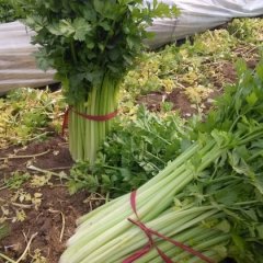 昌邑多年的芹菜种植基地