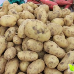 步天农业荷兰十五土豆上市，加微信