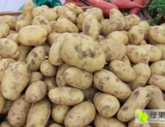 步天农业荷兰十五土豆上市，加微信