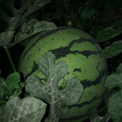 枣强西瓜上货量大,王常路贞诚信合作