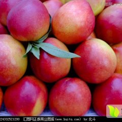 2016砀山油桃抓住商机无限