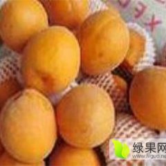 陕西金太阳杏批发价格，高山金太阳杏产地基地