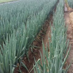 平度宋丽娜2016年铁杆大葱火热上市